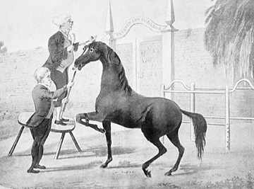 Gleason's Horse Book: The Only Authorized Work by America's King of Horse Tamers; Comprising, History, Breeding, Training, Breaking, Buying, Feeding, ... General Care of the Horse (Classic Reprint)